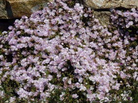 Drosanthemum sp